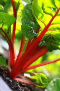 Photo of the Week: Strong Swiss Chard Image